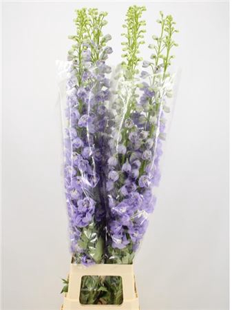 <h4>Delph Du Aurora Lavendel 120cm</h4>