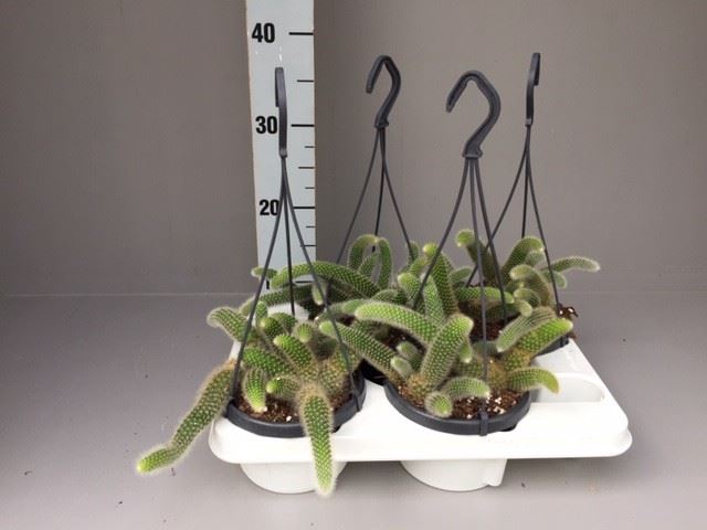 <h4>Cactus   ...hangingplants</h4>