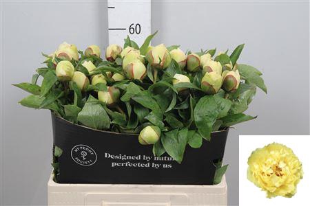 <h4>Paeonia Sunny Girl Geel</h4>