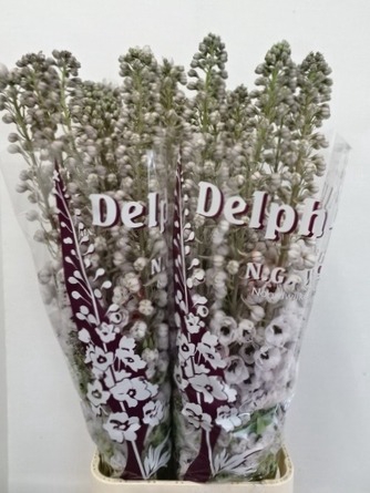 Delph El Dew Spijker-130Cm