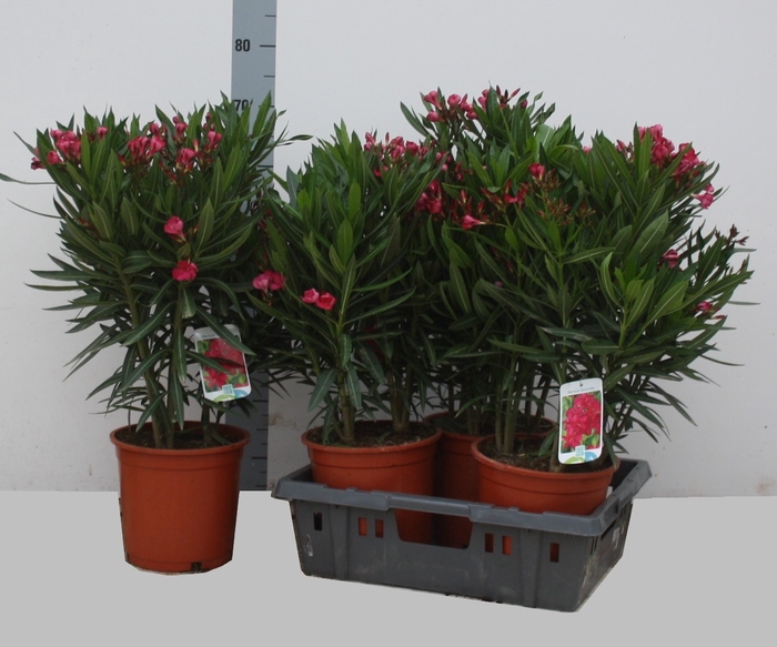 <h4>Nerium Oleander Ov</h4>