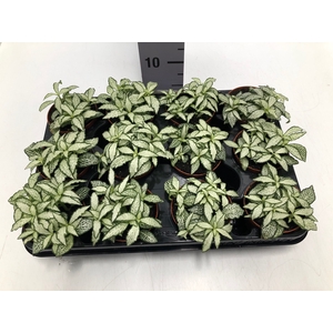 Fittonia Mosaic White Forest Flame 8,5Ø 10cm