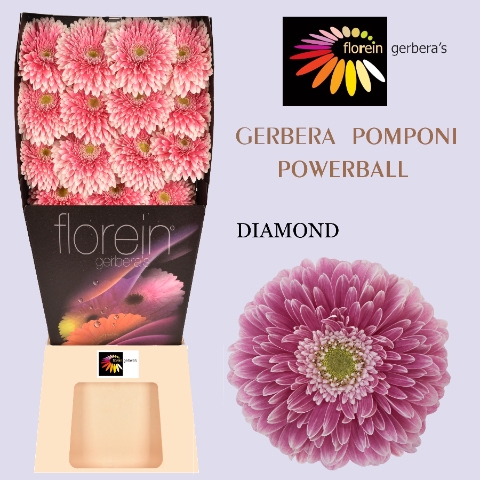 Gerbera Pomponi Power Ball Diamond