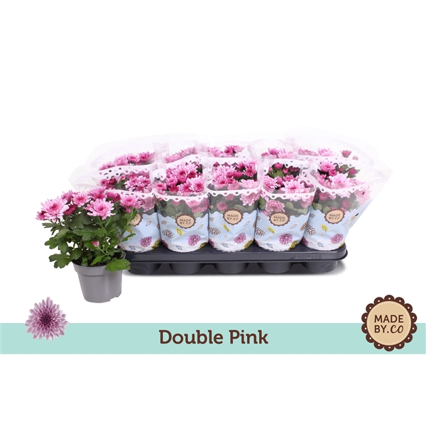 <h4>Chrysant Double Pink</h4>