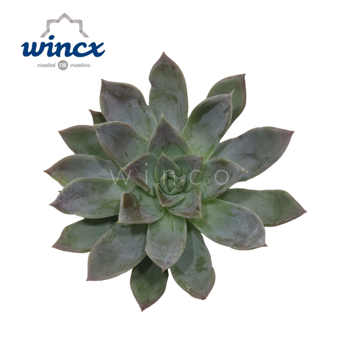 Pachyveria grey crown cutflower wincx-12cm