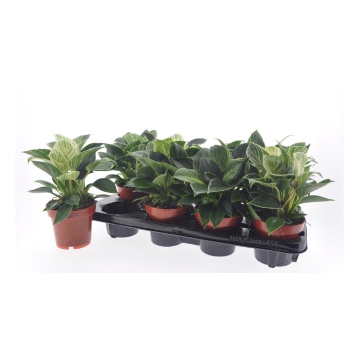 <h4>Philodendron White Wave 12Ø 22cm</h4>