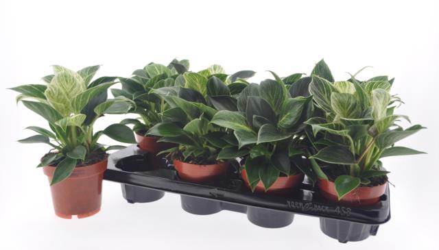 Philodendron White Wave 12Ø 22cm