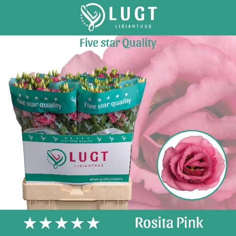 <h4>Lisianthus do rosita pink</h4>