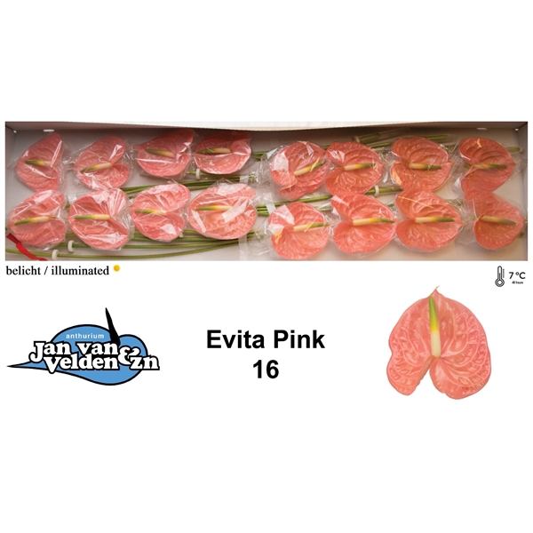 Evita Pink 16