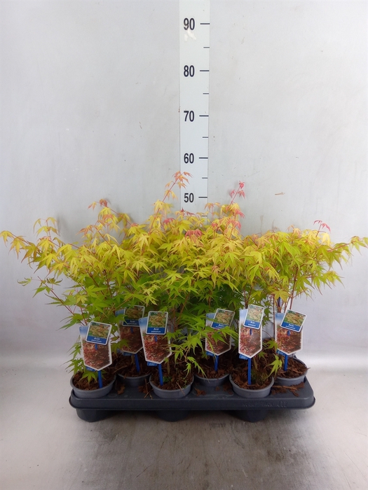 <h4>Acer palmatum 'Katsura'</h4>
