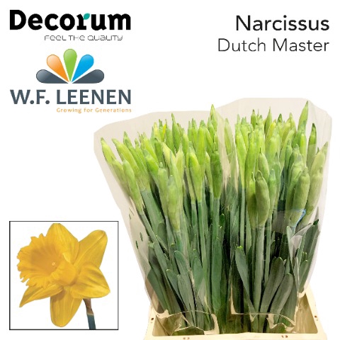 <h4>Narcissus si dutch master</h4>