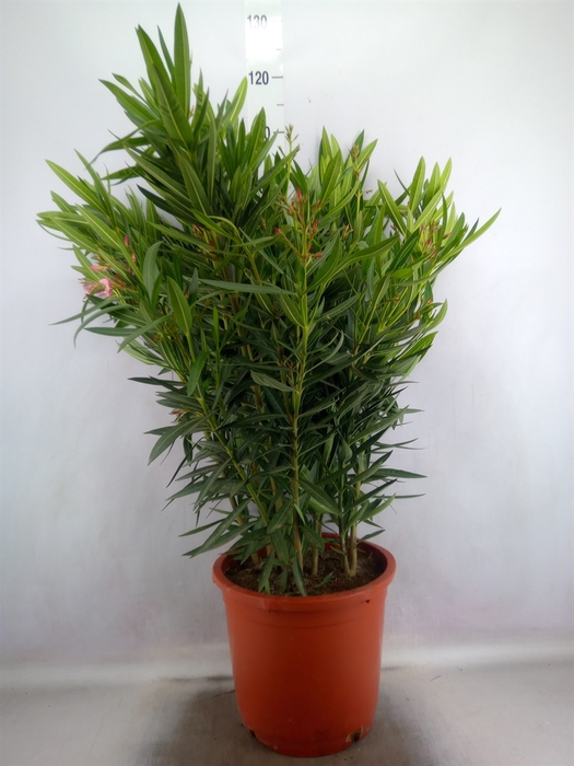 Nerium oleander   ...