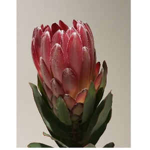 Protea Sharon (Very Limited)