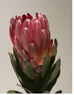 Protea Sharon (Very Limited)