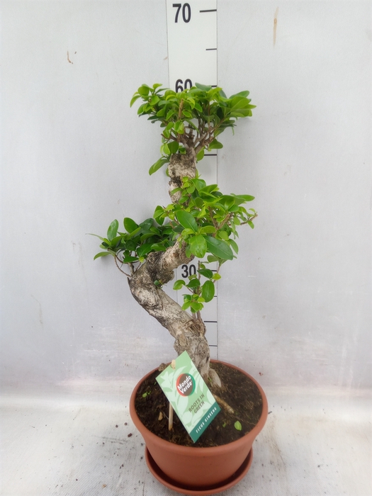 <h4>Ficus microcarpa 'Ginseng'</h4>