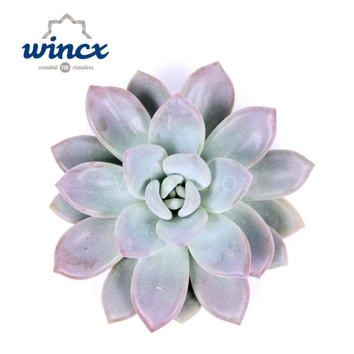 <h4>Graptoveria Opalina Cutflower Wincx-8cm</h4>