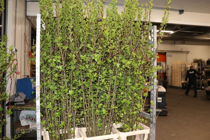 <h4>Malus Apple Blossom Red Sentinel 180cm Extra</h4>