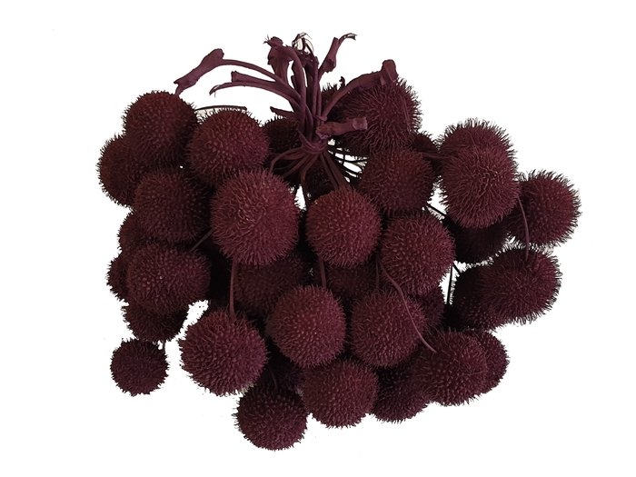 <h4>Small ball per bunch in poly burgundy</h4>