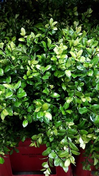 Greens - Pittosporum Green (p/bunch)