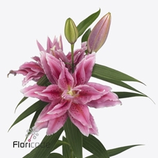 <h4>Lilium or dbl roselily tosca</h4>