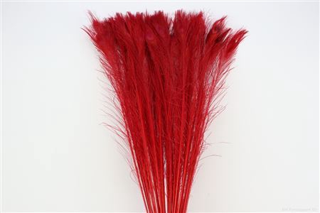 <h4>Feather Peacock L90-100 Roze</h4>