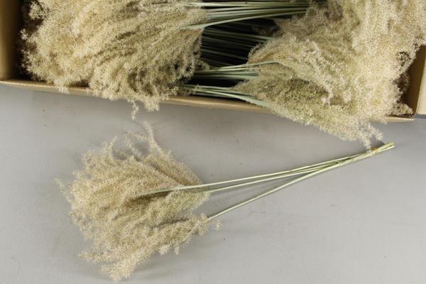 Df Miscanthus Dry Feather