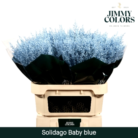 <h4>Solidago L70 Klbh. Licht blauw</h4>