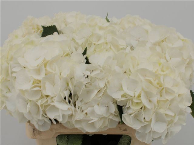 <h4>Hydrangea white verena</h4>