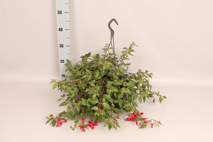 Hangpot 23 cm Fuchsia Multa