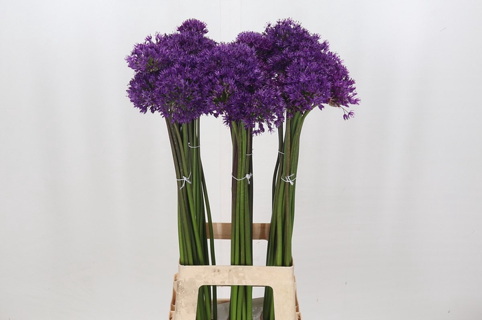 Allium purple sensation