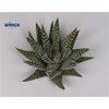 Haworthia Margaritifera Cutflower Wincx-8cm