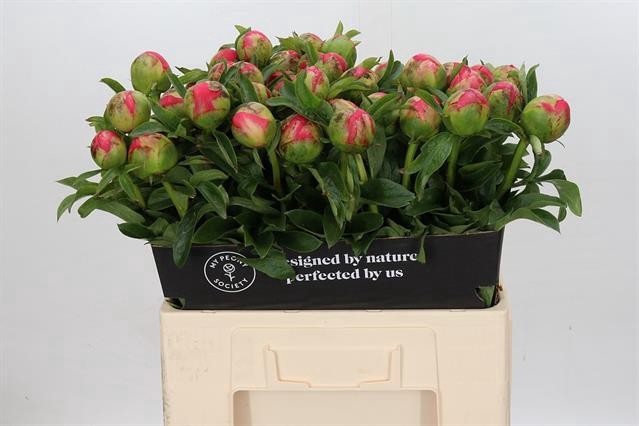<h4>PAEONIA CORAL SUNSET*#</h4>
