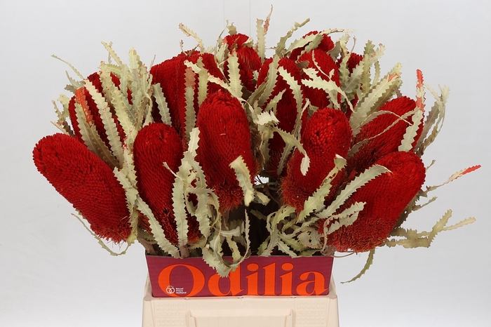 <h4>Banksia paint prionotes red</h4>