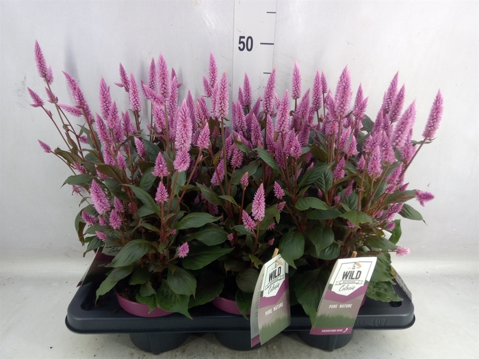 <h4>Celosia arg. SP 'Wild Pink'</h4>