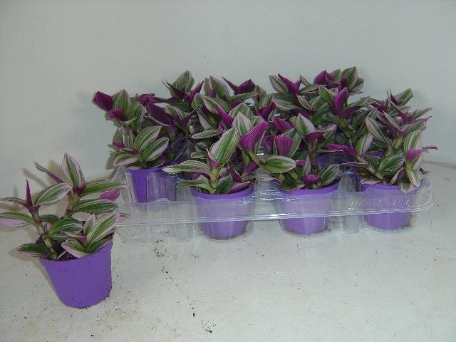 Tradescantia albiflora Nanouk 7,5Ø 7cm