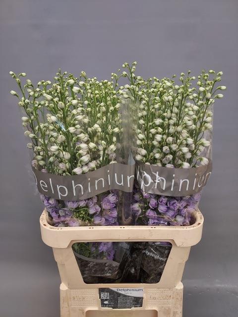 <h4>Delphinium el du candle lavender shades</h4>