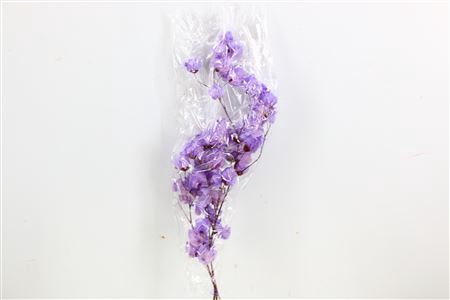 <h4>Dried Bougainvillea X5 55cm Dark Lavendel Bunch</h4>