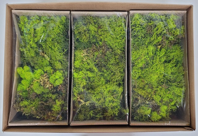 <h4>Moss iceland box moss spring green mix</h4>