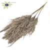 Pampas grass 100cm 5stems per bunch frosted grey