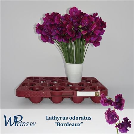 <h4>Lathyrus Bordeaux</h4>