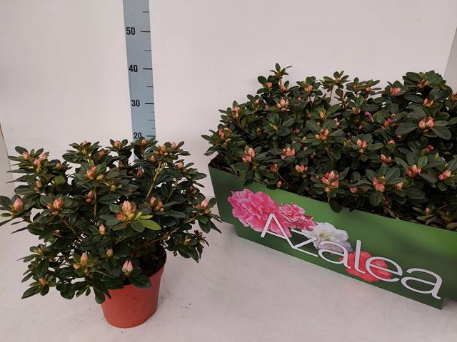 Rhododendron simsii Thesla 14Ø 32cm 32Ø