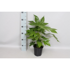 Fatsia japonica 15 cm