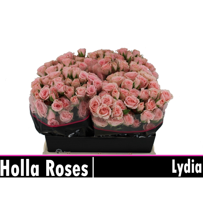 <h4>Lydia</h4>