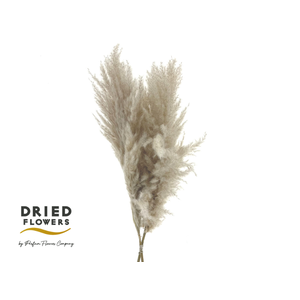 Dried Cortaderia Luxe Fluffy Cloud