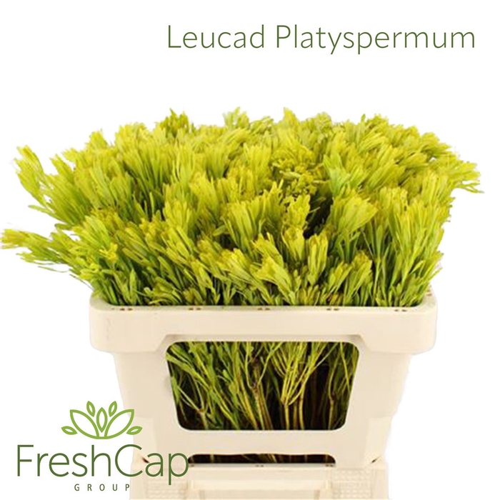 <h4>Leucad Platyspermum</h4>
