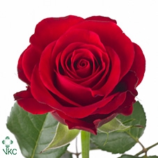 <h4>Rosa la red ribbon</h4>