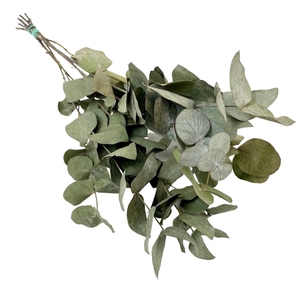 Droogbloemen - Eucalyptus Cinerea