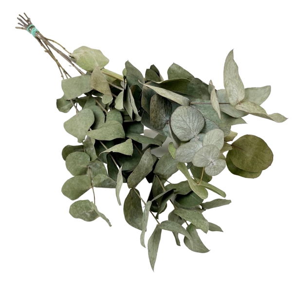 <h4>Droogbloemen - Eucalyptus Cinerea</h4>