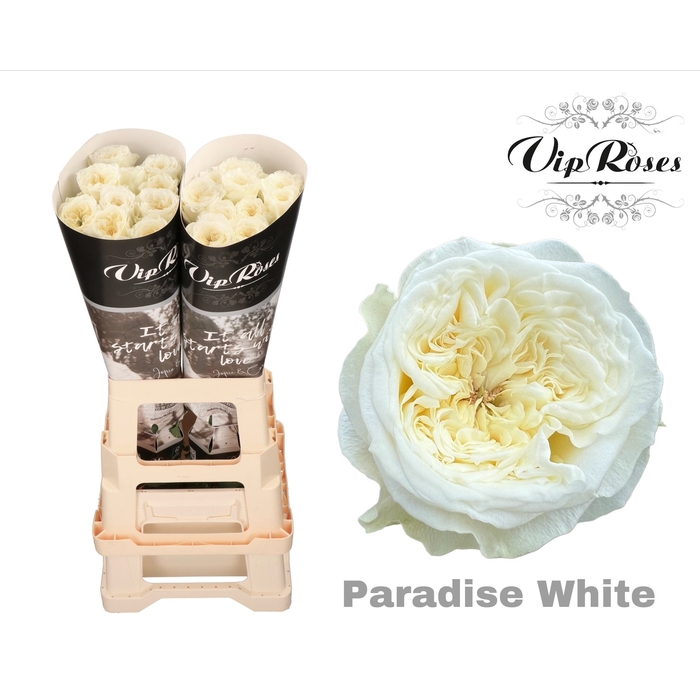 <h4>R Gr Paradise White</h4>