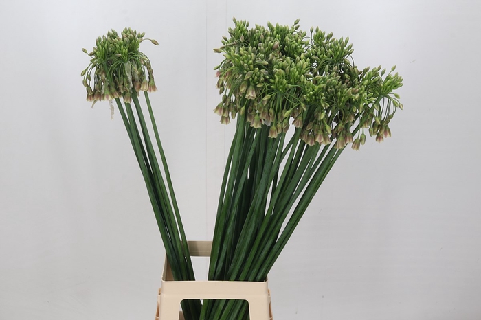 <h4>Allium Nectaroscordum Siculum</h4>